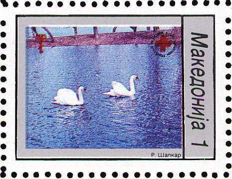 Mute Swan (Cygnus olor)