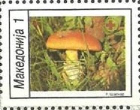 Mushrooms