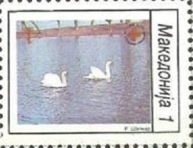 Mute Swan (Cygnus olor)