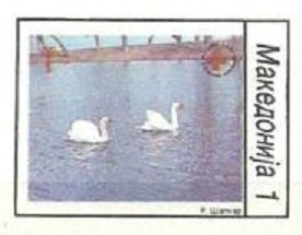 Stamp, Mute Swan (Cygnus olor), Macedonia,  , Birds, Swans, Animals (Fauna)