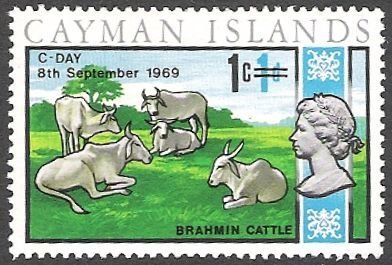 Zebu (Bos primigenius indicus)