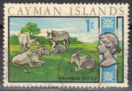 Stamp, Zebu (Bos primigenius indicus), Cayman Islands,  , Mammals, Cattle, Animals (Fauna)