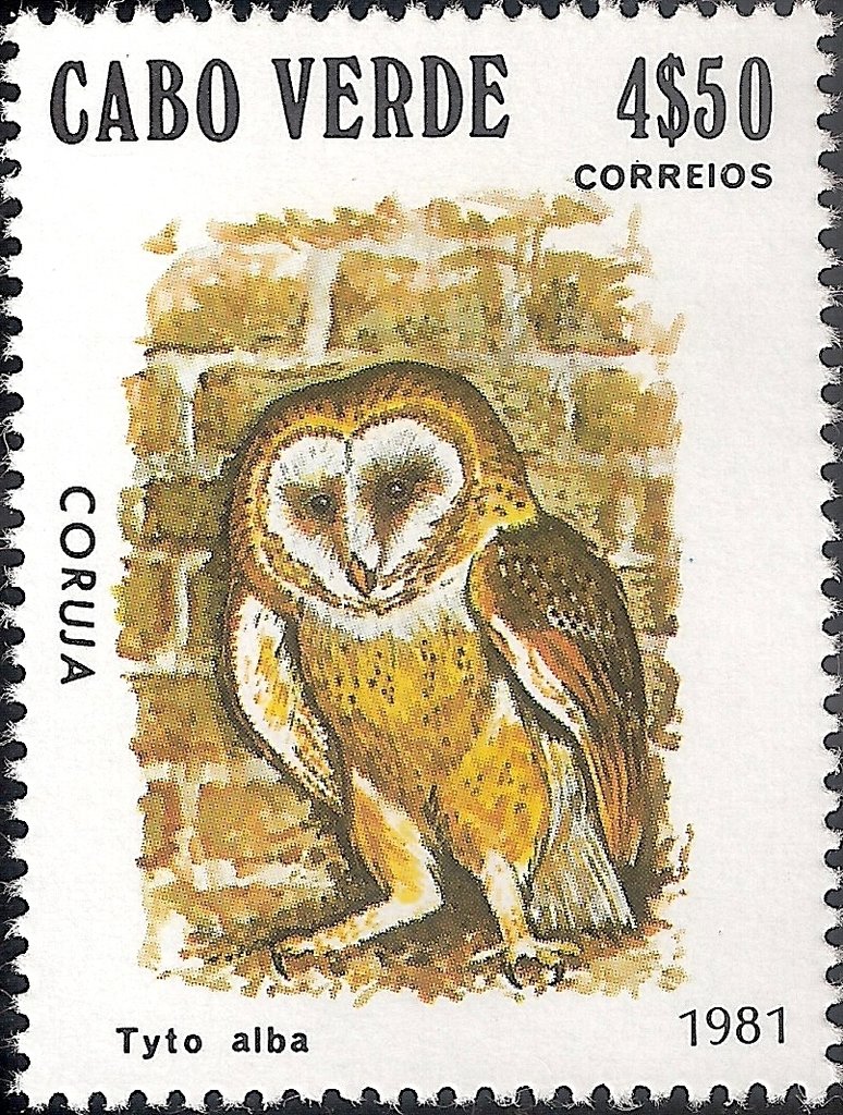 Western Barn Owl (Tyto alba)