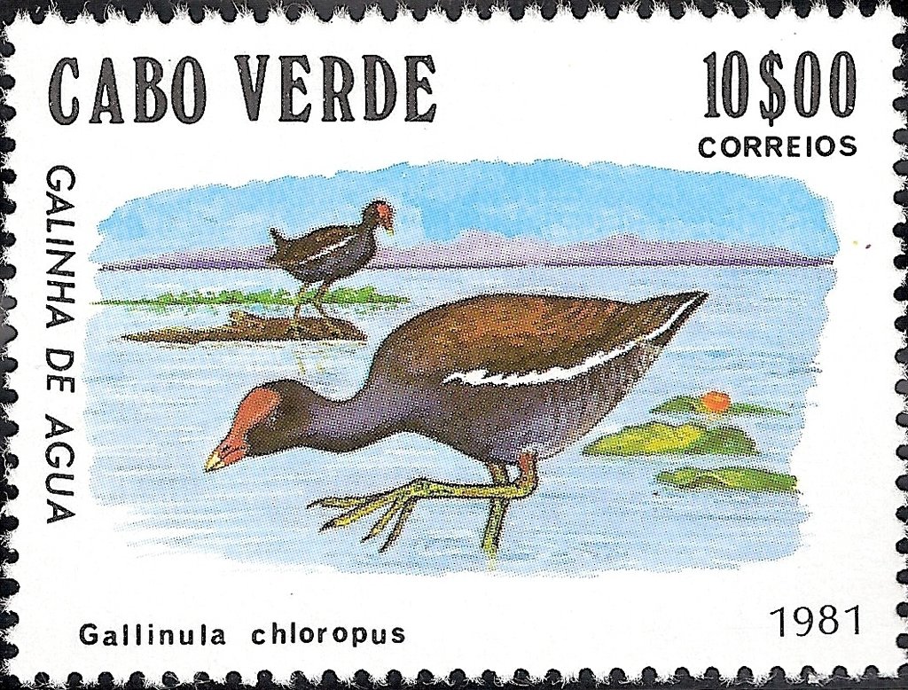 Common Moorhen (Gallinula chloropus)