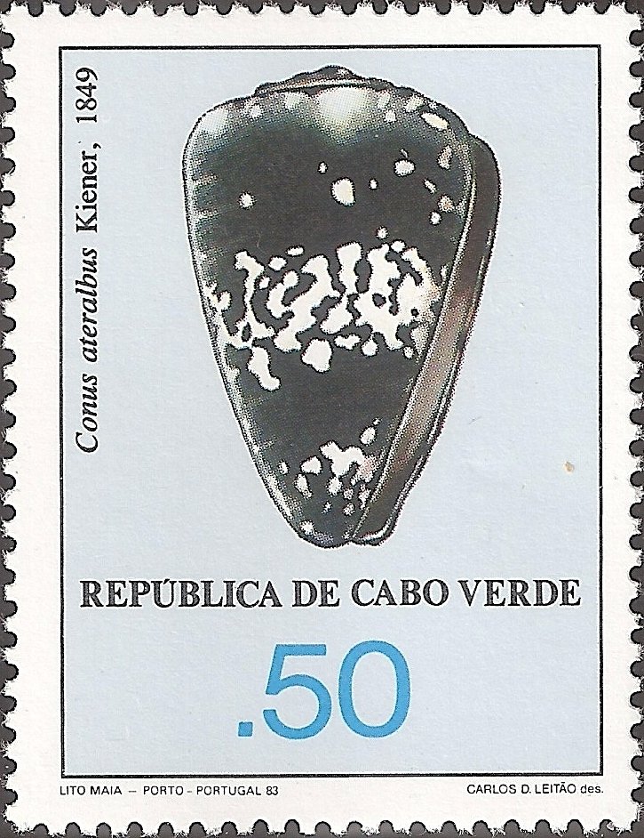 Cone Snail (Conus ateralbus) 