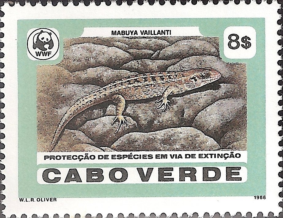 Vaillant's Mabuya (Mabuya vaillanti) 