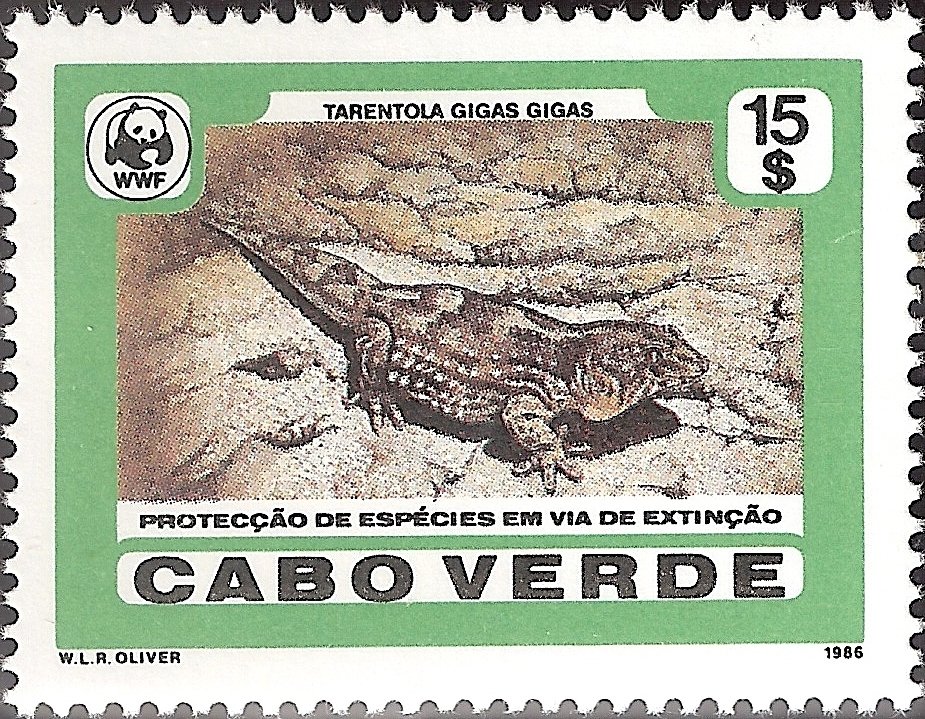 Giant Wall Gecko (Tarentola gigas gigas)