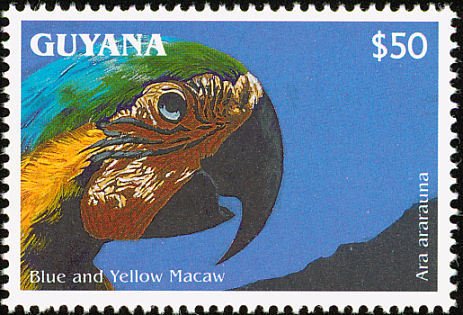 Blue-and-yellow Macaw (Ara ararauna)