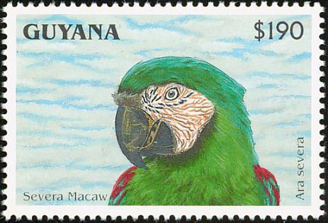 Chestnut-fronted Macaw (Ara severa)