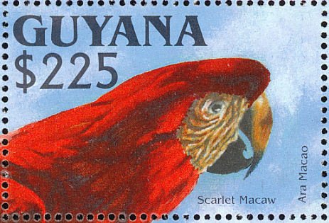 Scarlet Macaw (Ara macao)