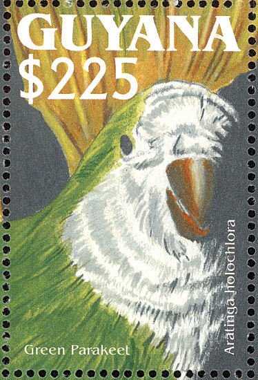 Monk Parakeet (Myiopsitta monachus)