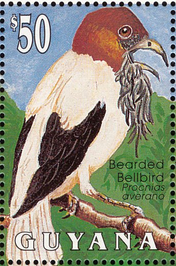 Bearded Bellbird (Procnias averano