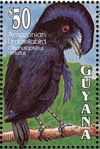 Amazonian Umbrellabird (Cephalopterus ornatus)