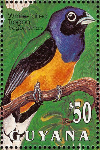 Green-backed Trogon (Trogon viridis)