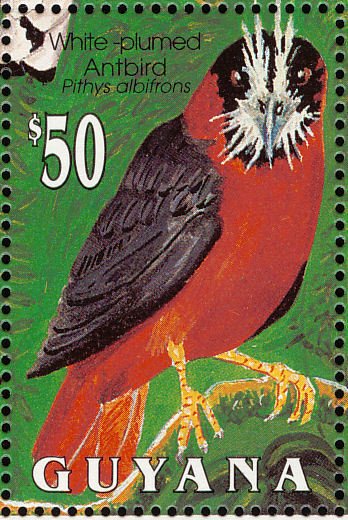 White-plumed Antbird (Pithys albifrons) 