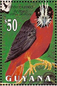 Stamp, White-plumed Antbird (Pithys albifrons) , Guyana,  , Birds, Animals (Fauna)