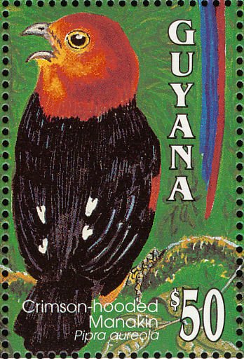 Crimson-hooded Manakin (Pipra aureola)