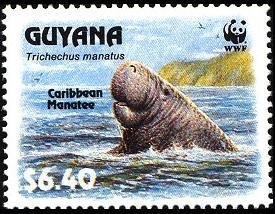 Caribbean Manatee (Trichechus manatus)