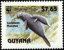 Caribbean Manatee (Trichechus manatus)