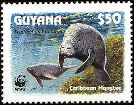 Caribbean Manatee (Trichechus manatus)