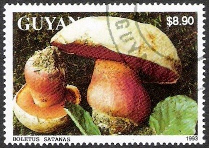 Boletus satanas