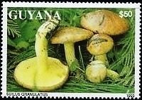Stamp, Suilus granulatus, Guyana,  
