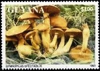 Gymnopilus spectabilis