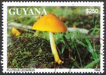 Pluteus leoninus