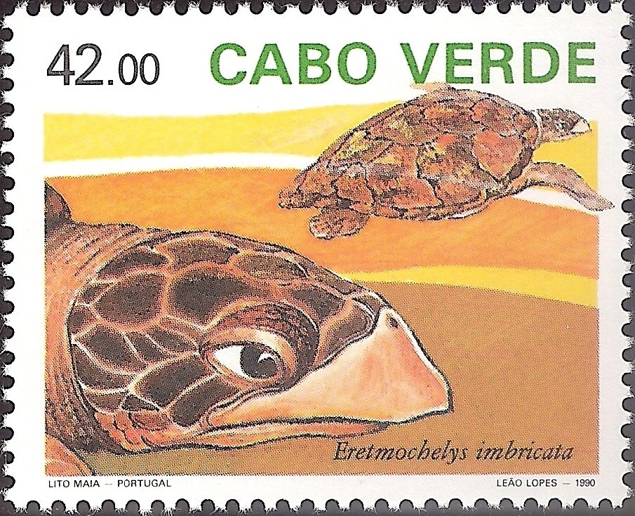 Hawksbill Turtle (Eretmochelys imbricata)