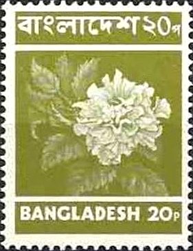 Hibiscus Flower