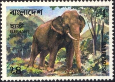 Asian Elephant (Elephas maximus)