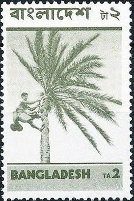 Man harvesting coconuts