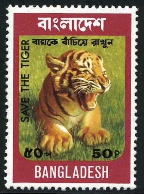 Bengal Tiger (Panthera tigris tigris)