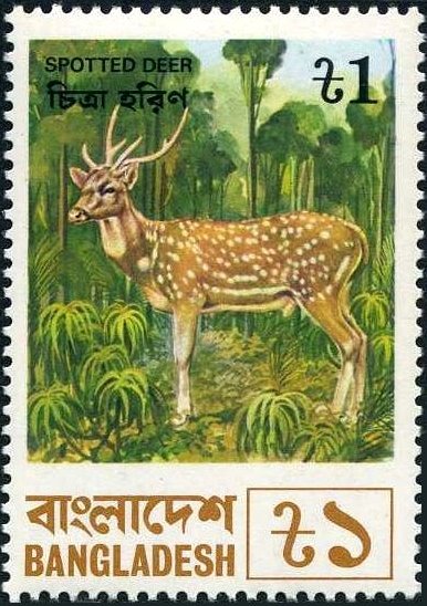 Axis Deer (Axis axis)