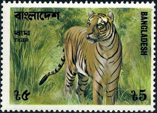 Bengal Tiger (Panthera tigris tigris)