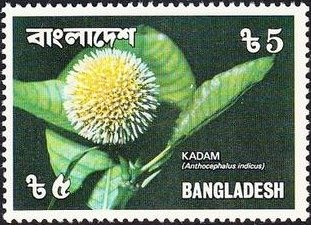 Stamp, Anthocephalus indicus, Bangladesh,  