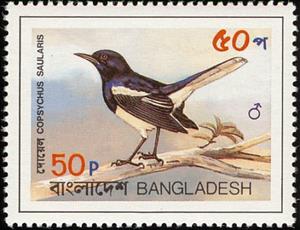 Stamp, Oriental Magpie-robin (Copsychus saularis), Bangladesh,  , Birds, Animals (Fauna)