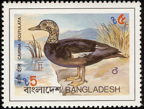 White-winged Duck (Cairina scutulata)