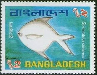 Stamp, Gray Stromate (Stromateus cinereus), Bangladesh,  