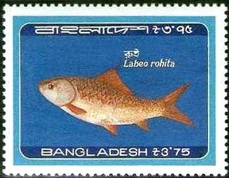 Rohu (Labeo rohita)