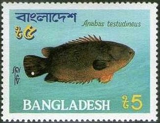 Climbing Perch (Anabas testudineus)