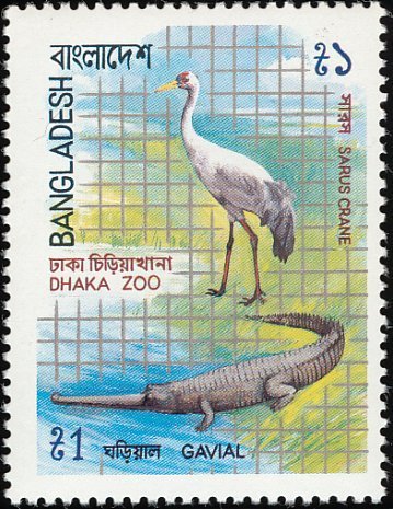 Sarus Crane (Grus antigone), Gharial  (Gavialis gangeticus)