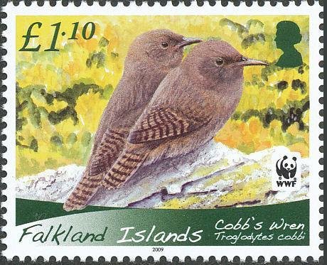 Cobb's Wren (Troglodytes cobbi)