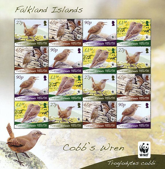 Cobb's Wren (Troglodytes cobbi)
