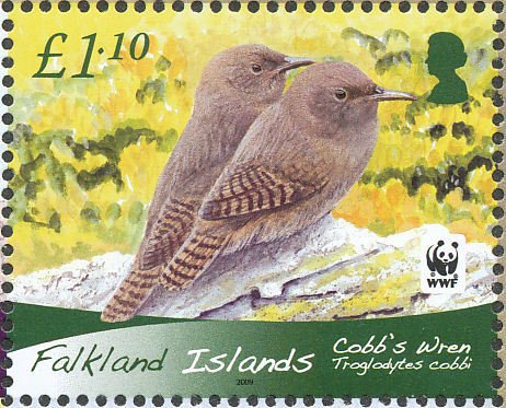 Cobb's Wren (Troglodytes cobbi)