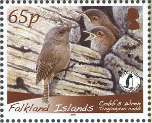 Stamp, Cobb's Wren (Troglodytes cobbi), Falkland Islands,  , Birds, Animals (Fauna)