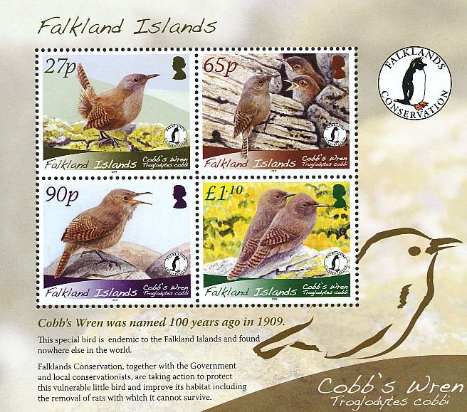 Cobb's Wren (Troglodytes cobbi)