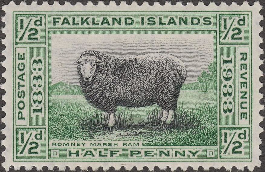 Romney Ram (Ovis ammon aries)
