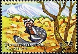 Marbled Polecat (Vormela peregusna)