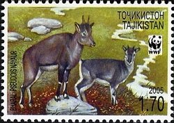 Bharal (Pseudois nayaur)